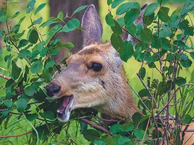 Wildlife Photography - Deer Eating Berries