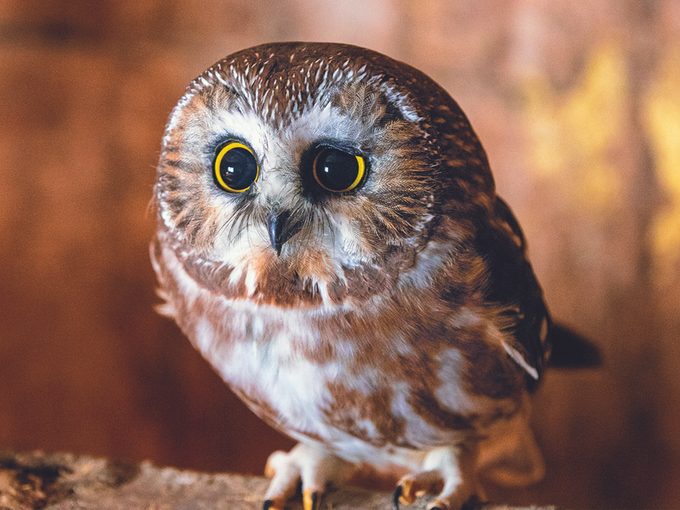 Wildlife Photography - Northern Saw-Whet Owl