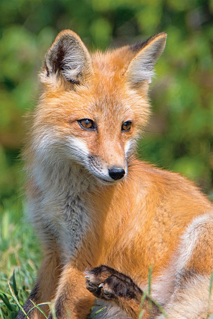 Wildlife Photography - Red Fox