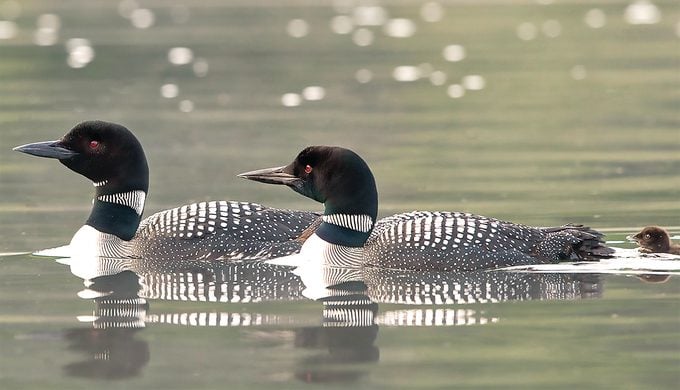 Baby Loon With Parents