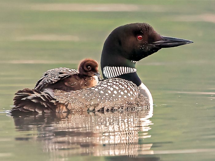 Common Loon And Chick