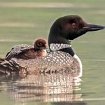 Why the Common Loon is Anything But Common