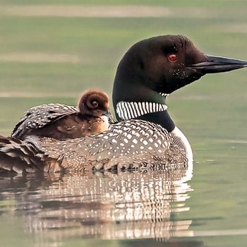 Common Loon And Chick