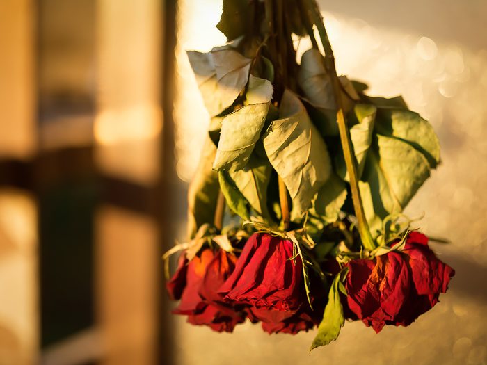 Dried Red Roses - Image Six