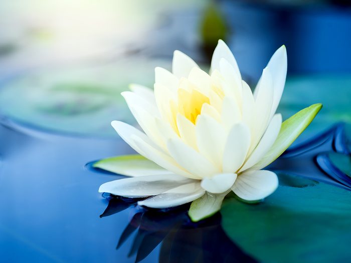 Facts About Flowers - White Lotus 