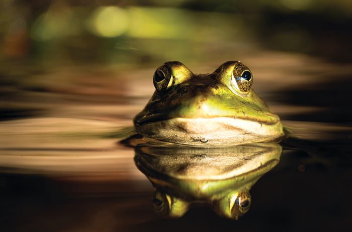 Frog Photo Contest Winner