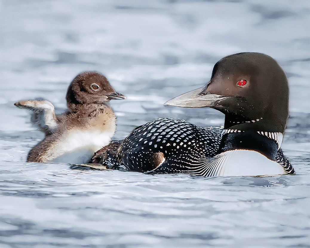 Common Loon And Chick On Water