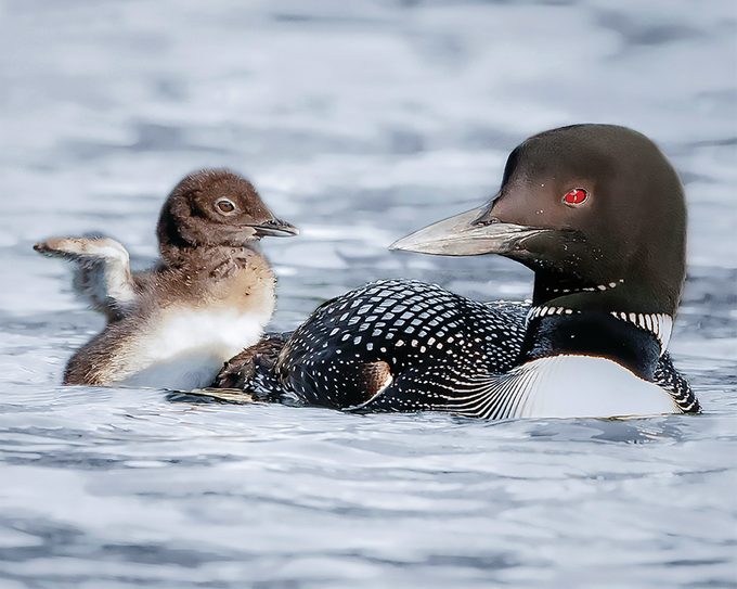 Common Loon And Chick On Water