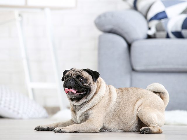 Best apartment dogs - pug
