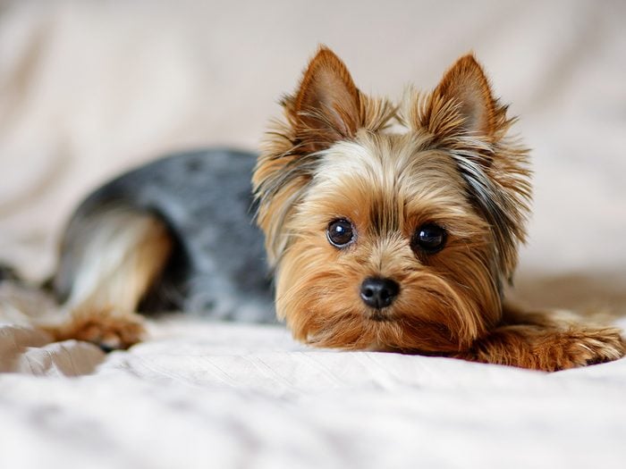 Best apartment dogs - yorkshire terrier