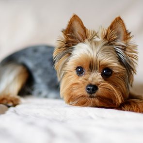 Best apartment dogs - yorkshire terrier