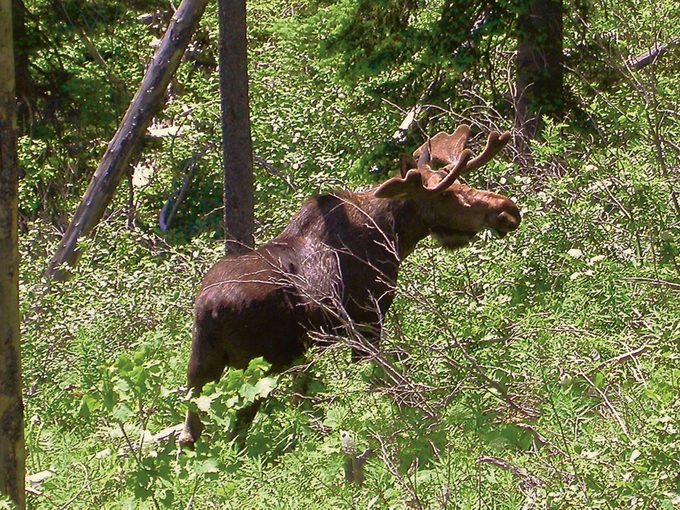 Bull Moose At Waterton Lakes National Park