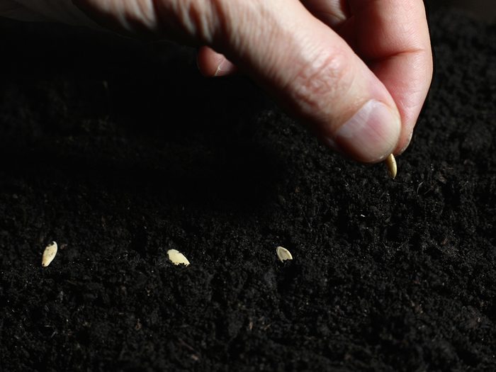 Dibble Farm Words - Hand planting seeds