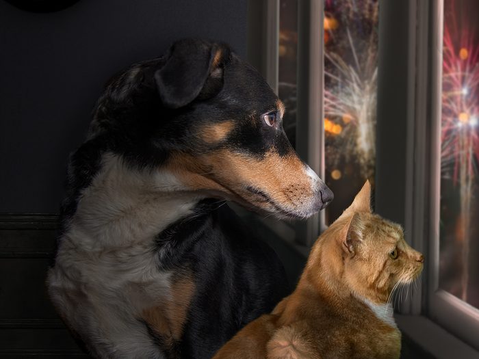 Facts about fireworks - dog and cat watching fireworks