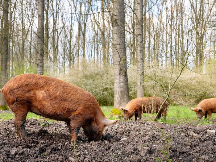 Pannage Farm Words - Pigs grazing in forest