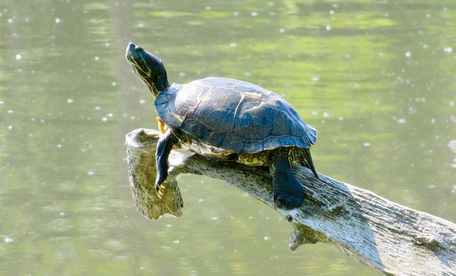 Turtle sunning on log
