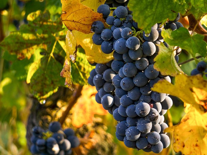 Viticulture Farm Words - Bunch of grapes