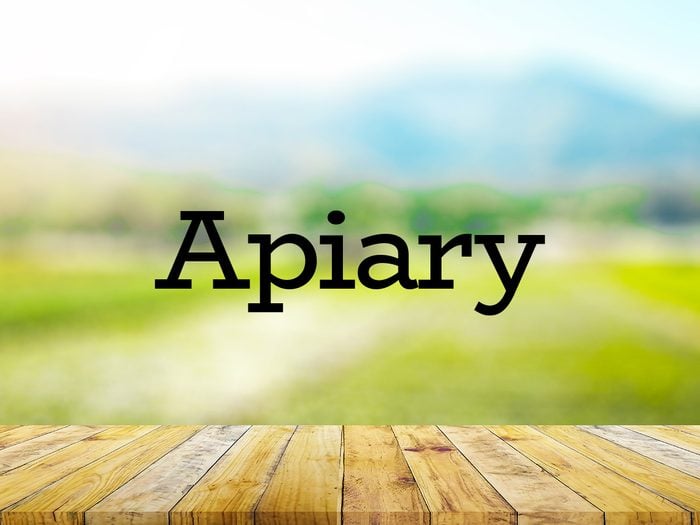 The word apiary on green background