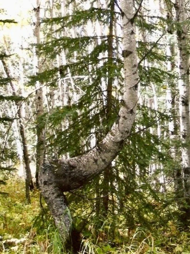 Bent Birch tree