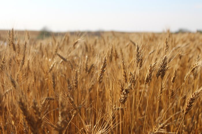 Canadian Prairies - Waving Wheat
