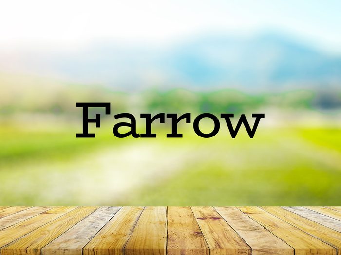 The word farrow on green background