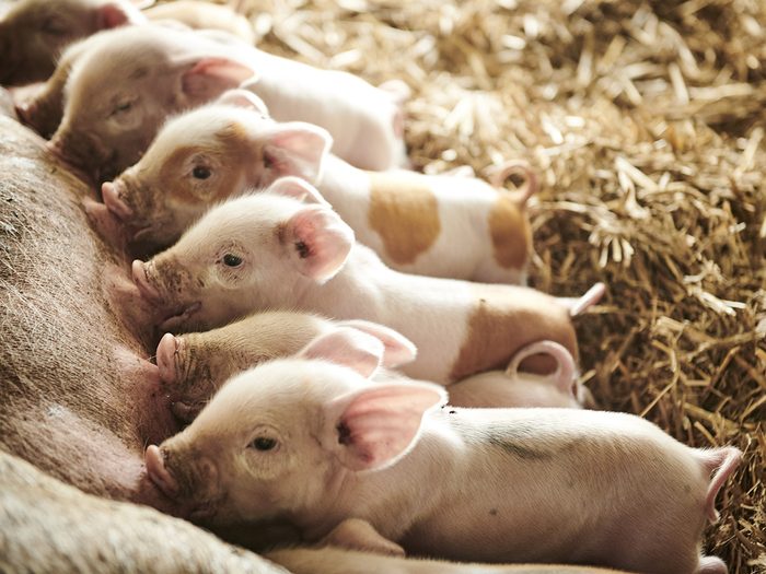 Farrow Farm Words - Litter of pigs 