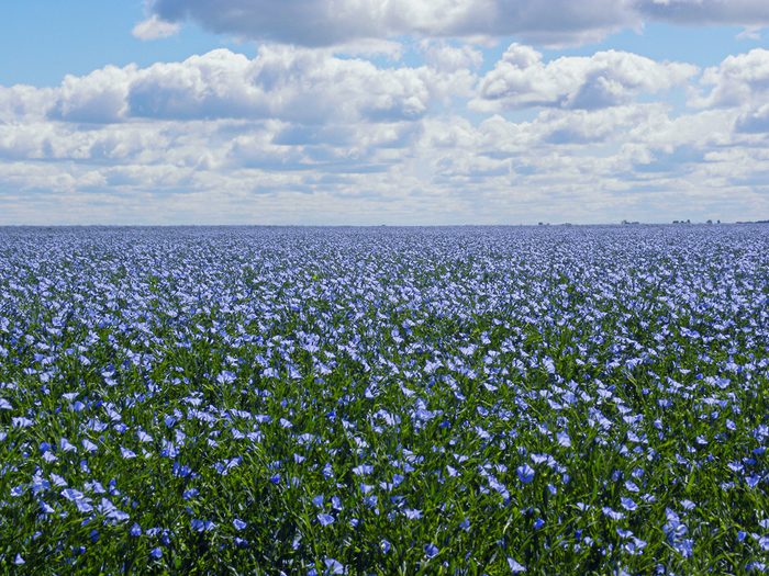Flax Fields Saskatchewan