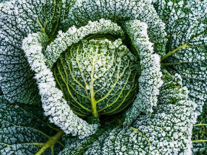 Hardy Farm Words - Cabbage with frost