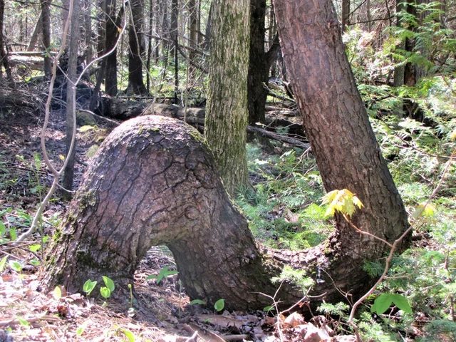 Humpback Tree Trunk