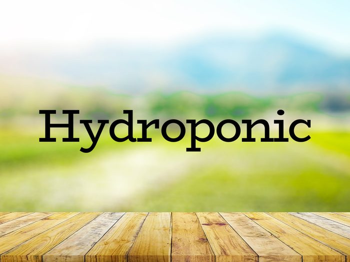 The word hydroponic on green background