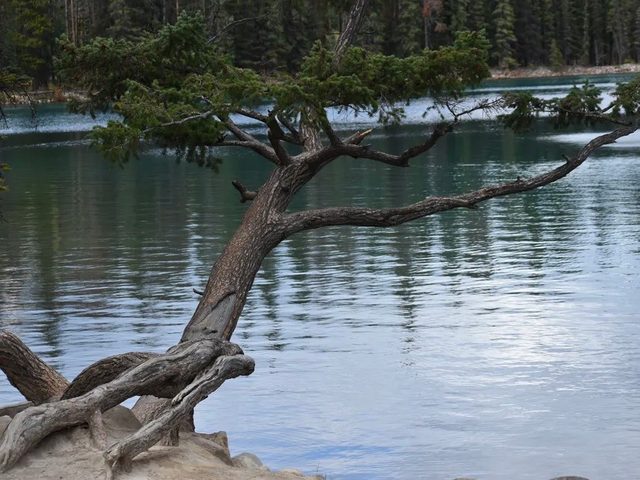 Weird trees - Jasper Park Tree