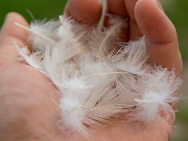 Hand holding white feathers