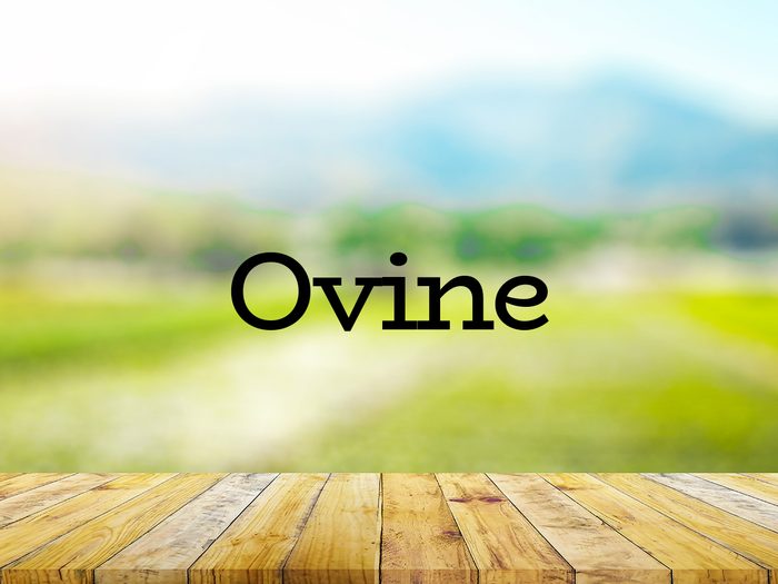 The word ovine on green background
