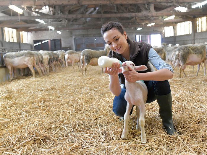 Ovine Farm Words - Woman feeding lamb with bottle