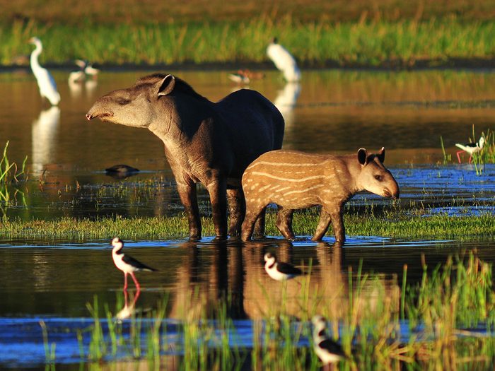 Two tapirs standing in water 