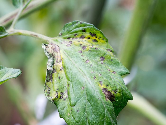 Spots on tomato leaves