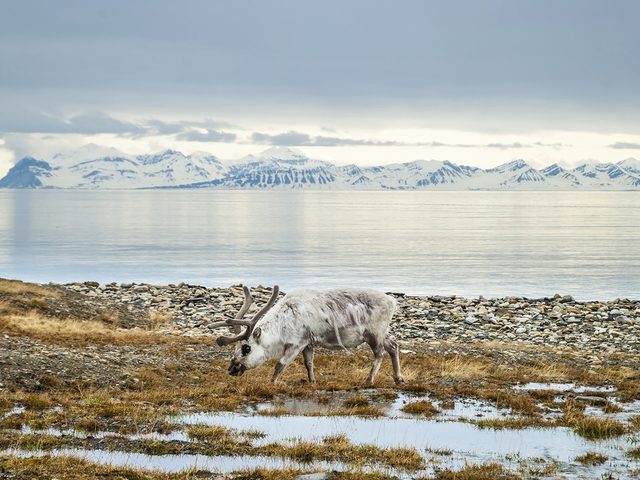 Caribou in tundra