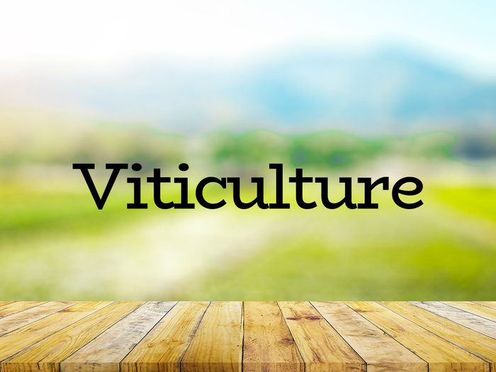 The word viticulture on green background