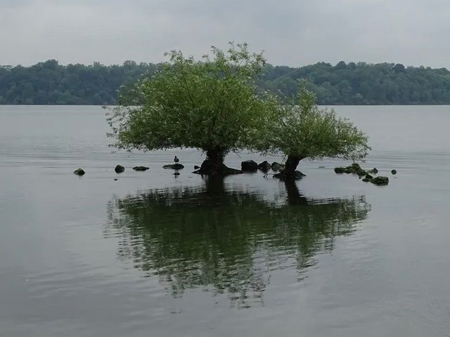 Weird Trees - Tree Growing Out Of Lake