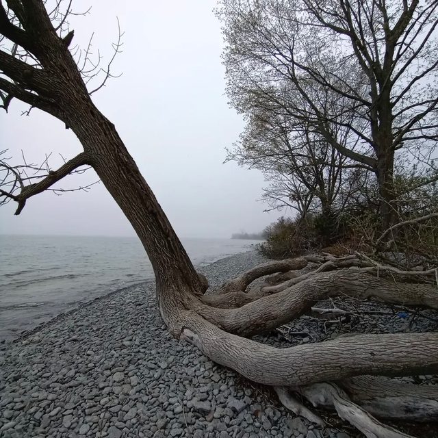 Weird Trees - Twisted Tree on misty beach