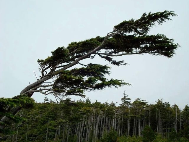 Windswept Tree in Ucluelet