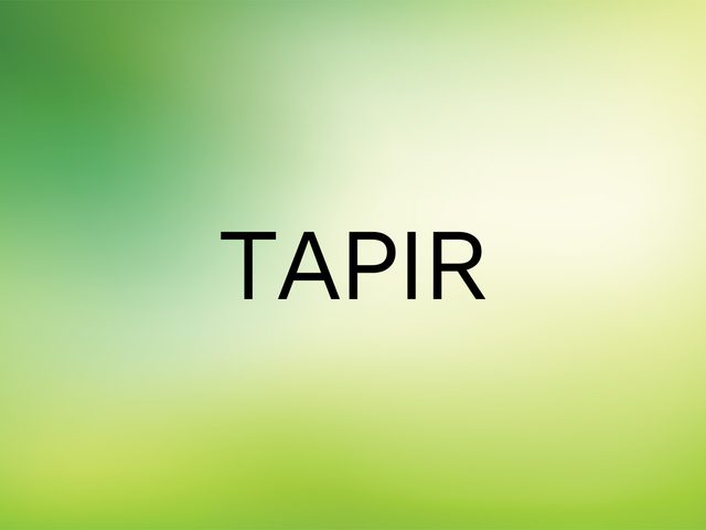 Wordle Answer - Tapir