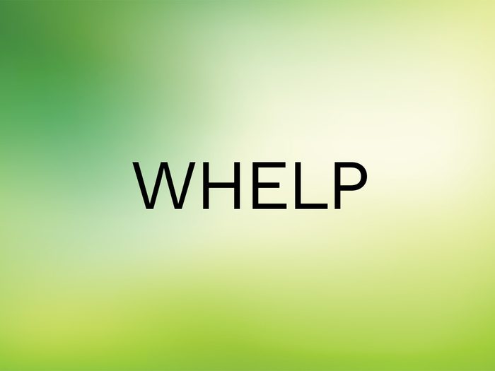 Wordle Answer - Whelp