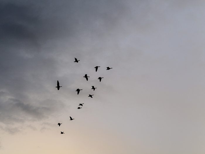 Birds flying in formation against stormy sky
