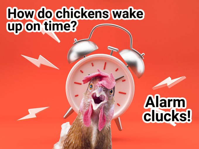 Alarm Clucks
