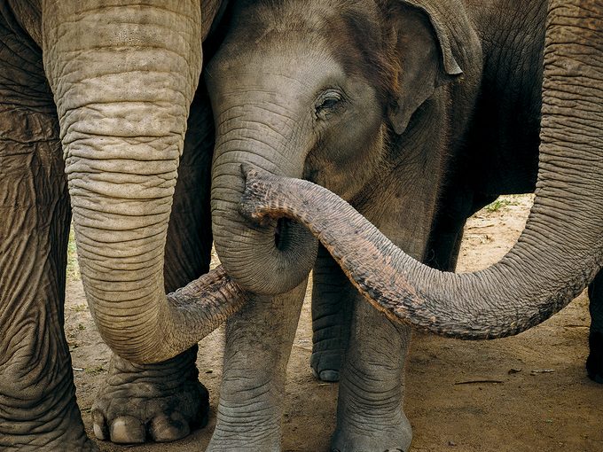 Chiang Mai Elephant Sanctuary - Elephants