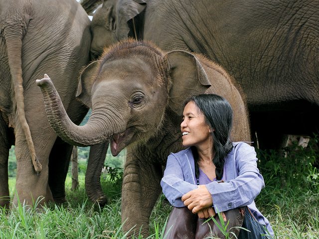 Chiang Mai Elephant Sanctuary - Lek Chailert With Pyi Mai