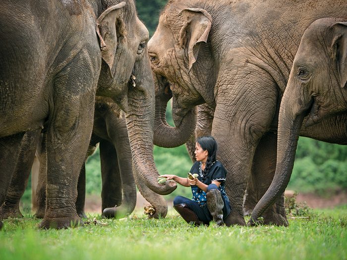Chiang Mai Elephant Sanctuary   Save Elephant Foundation