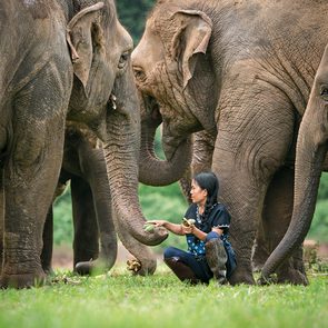 Chiang Mai Elephant Sanctuary   Save Elephant Foundation