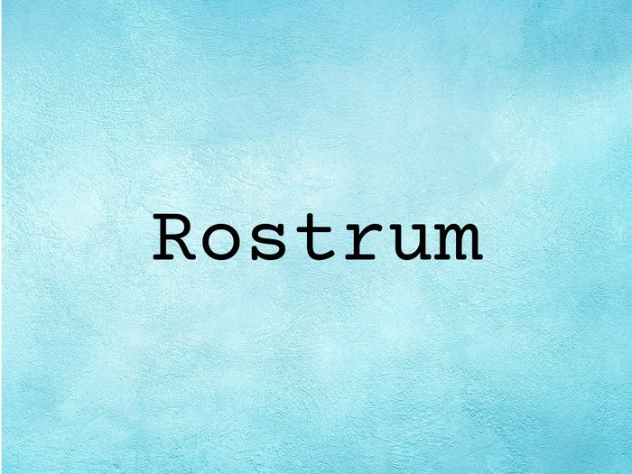 Rostrum on blue background